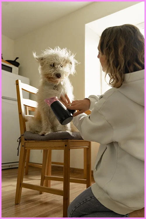 Secador de perros, secador de pelo para perros todo en uno de 4.5 HP con  control de velocidad y temperatura ajustable, secador de pelo para perros  con