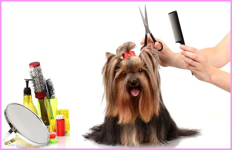  KUUBIA Secador de pelo para perros y gatos, Secador de pelo  para mascotas portátil y silencioso 2 en 1 con cepillo deslizante de  autolimpieza
