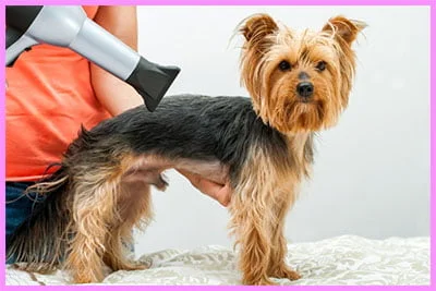 Secador de perros, secador de pelo para perros todo en uno de 4.5 HP con  control de velocidad y temperatura ajustable, secador de pelo para perros  con